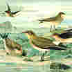 Pratincoles And Coursers